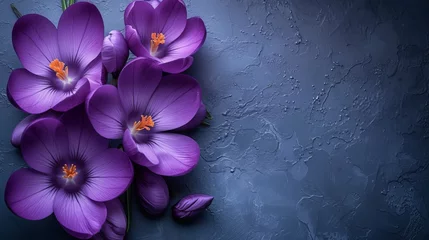 Foto op Plexiglas A high quality photo of purple crocus flowers in spring. © Zaleman