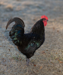 Male Australorp chicken on a grassy field
