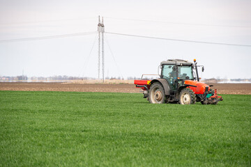 Fototapeta premium Tractor spreading artificial fertilizers in wheat field