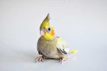 Yellow gray parakeet nymhpa chick baby close-up on white background