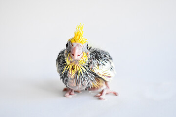 Yellow gray parakeet nymhpa chick baby close-up on white background