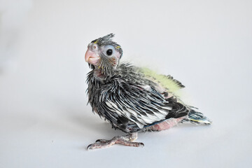 Yellow gray parakeet nymhpa chick baby close-up on white background