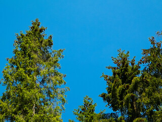 Forest trees on blue sky as nature background