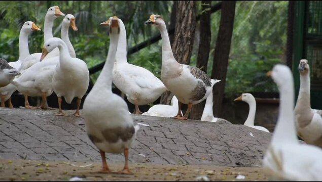 Close up White ducks inside Lodhi Garden Delhi India, see the details and expressions of ducks during evening time