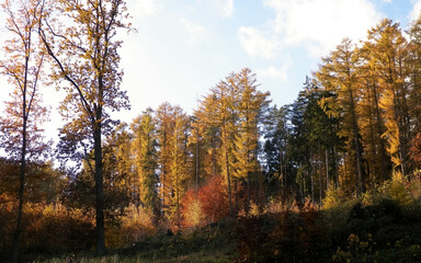 Autumnal forest in sunny day.