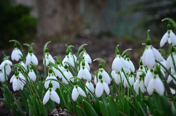 Galanthus flowers in early spring in the forest