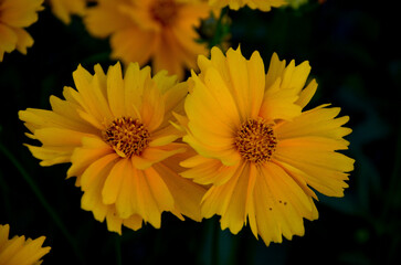 Obraz premium Kwiaty w ogrodzie