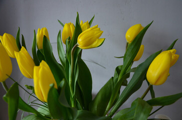 Żółte wiosenne tulipany