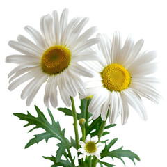 Sunny daisy flowers on transparent background Remove png