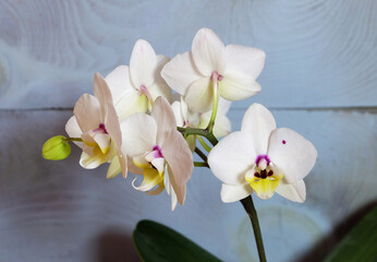 Phalaenopsis multiflora with white flowers, variety Coco, on a blue background, selective focus, horizontal orientation.