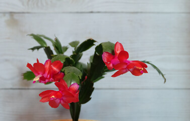 Schlumbergera with red flowers, on a blue background, selective focus, horizontal orientation.