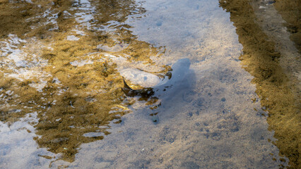 川で泳ぐ鯉 Carp swimming in the river