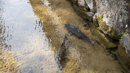 川で泳ぐ鯉 Carp swimming in the river