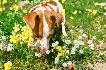 Jack russell terrier sniffing yellow flowers in spring meadow. Allergy concept. Сaring for animals...