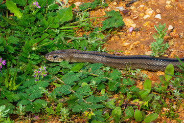 Grass snakes are commonly found in the fields of inland Algarve, Portugal