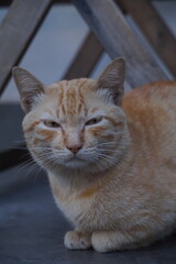 Beautiful orange stray cat on the sidewalk