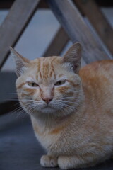 Beautiful orange stray cat on the sidewalk