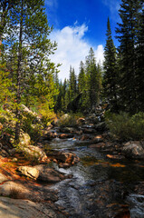 A mountain stream through the forest, on the road from Aspen to the Independence Pass, Colorado, USA.
