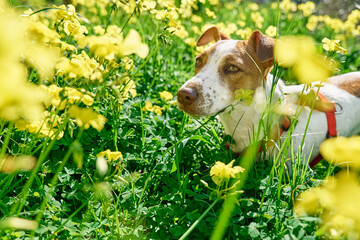 Jack russell terrier sniffing yellow flowers in spring meadow. Allergy concept. Сaring for animals against parasites in warm season.