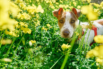 Portrait of Jack russell terrier looking at camera in spring meadow with yellow flowers. Сaring...