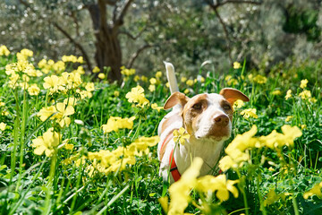 Jack russell terrier sniffing yellow flowers in spring meadow. Allergy concept. Сaring for animals against parasites in warm season.