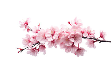 pink cherry blossom flower on white - obrazy, fototapety, plakaty