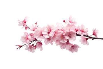 Foto op Plexiglas pink cherry blossom flower on white © Tony A