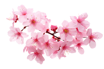 pink cherry blossom flower on white