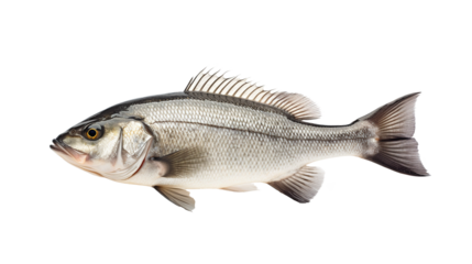 sea bass fish