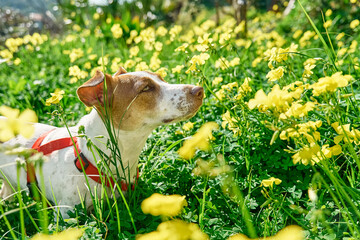 Jack russell terrier sniffing yellow flowers in spring meadow. Allergy concept. Сaring for animals...