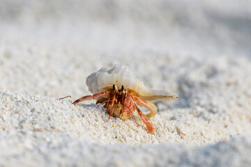 Hermit crab on the sand beach. Selective focus. Close up.