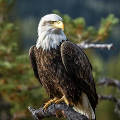 Foto op Plexiglas american bald eagle © Marcel