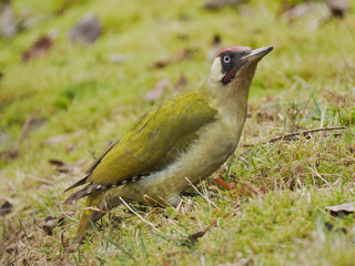 Grünspecht (Picus viridis)