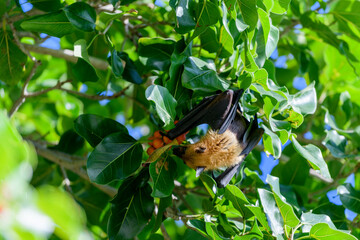 Flying Fox on Maldives island. Fruit bat flying. Gray-headed Flying Fox (Pteropus poliocephalus).