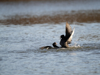 Blässhuhn (Fulica atra)