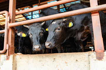 飼育されている牛
