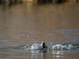 Blässhuhn (Fulica atra)