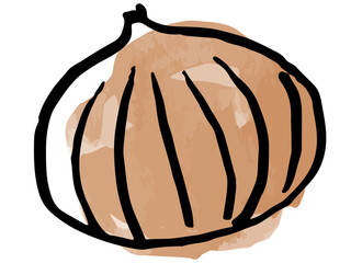 手描きの玉ねぎ（水彩風）