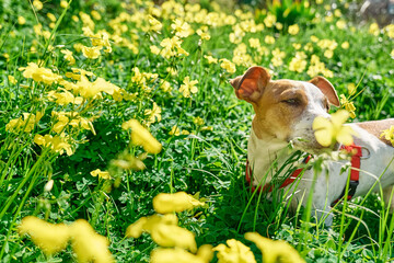 Jack russell terrier sniffing yellow flowers in spring meadow. Allergy concept. Сaring for animals...