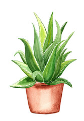 Natural aloe vera in a pot.