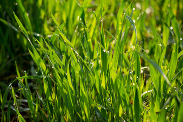 Stems of young wheat in the morning dew. Juicy natural background from green grass. Winter crops in an agricultural field