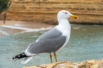 Closeup of a lesser black-backed gull (Larus fuscus) in the stunning rock formations of Praia Marina beach, Algarve, Portugal