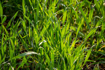 Fototapeta premium Stems of young wheat in the morning dew. Juicy natural background from green grass. Winter crops in an agricultural field
