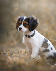 Cavelier King Charles Spani&euml;l puppy 