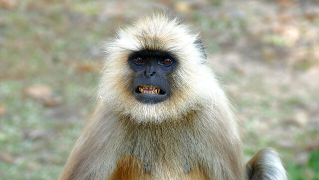 Langur showing his angry teeths