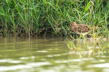 Common Snipe on Lake of Chilika at Manglajodi, Orissa, India.