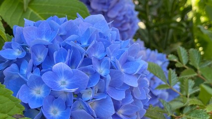 Blue hydrangea flower. Close up of a purple hortensia small tree in a garden. Blue flowerhead in...