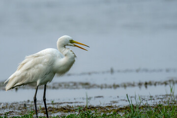 Great Egret in Chilika Lake of Orissa, India