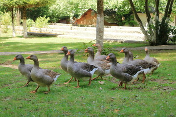 Group gray geese grazing near lake in park. Greylag goose is species of large in the waterfowl family anatidae