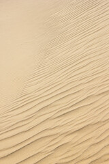 冬の鳥取砂丘の風紋 鳥取県 鳥取砂丘